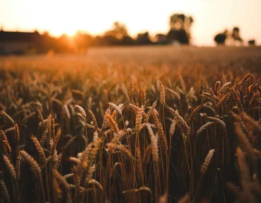 Wheat field at sunset