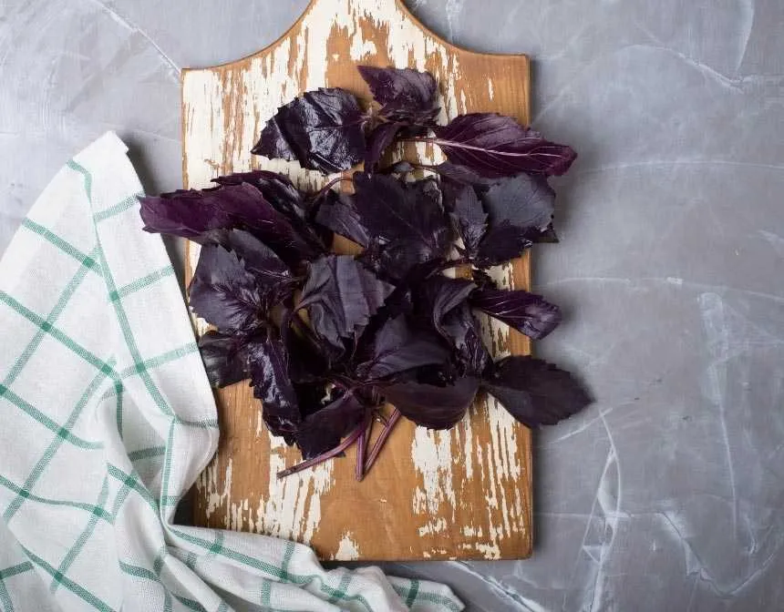 red basil