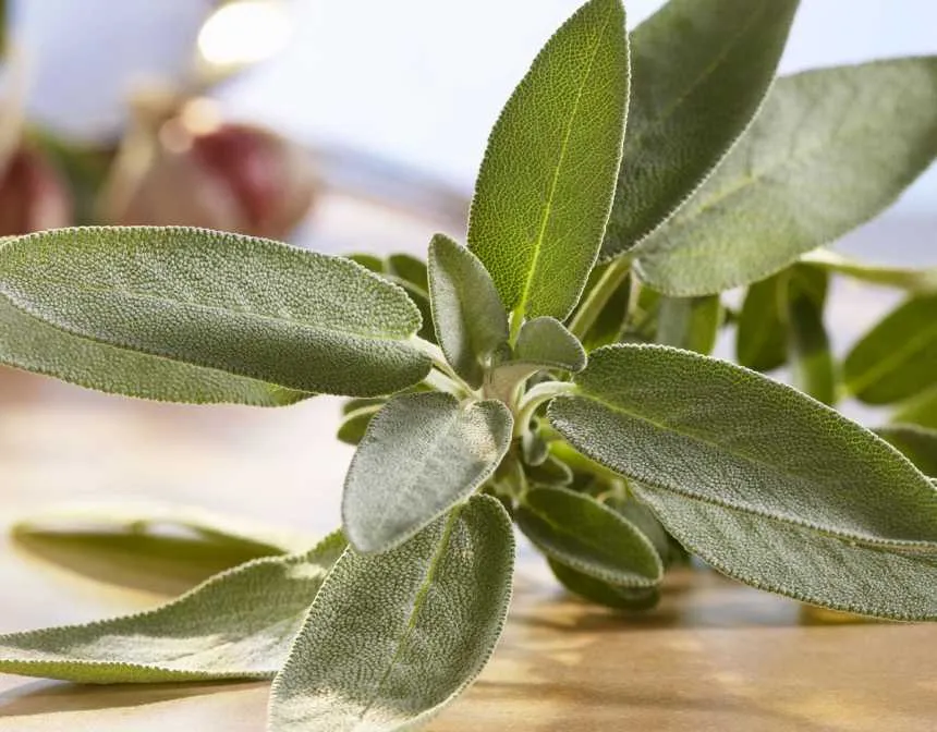 Fresh sage