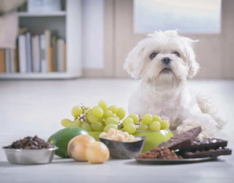 Toxic Foods For Dog