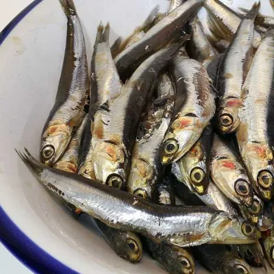 Anchovy