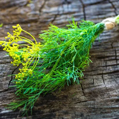 Dill