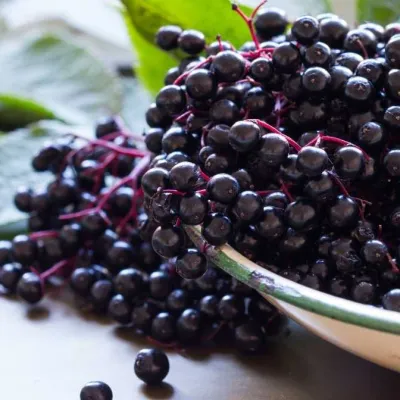 Bowl of Elderberry