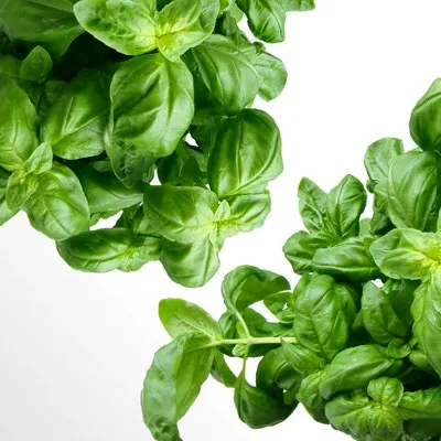 Basil