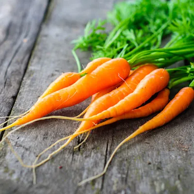 carrot