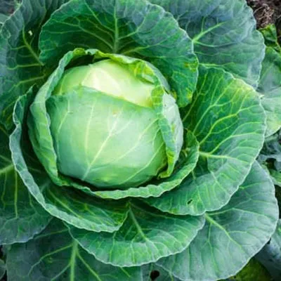 Kale