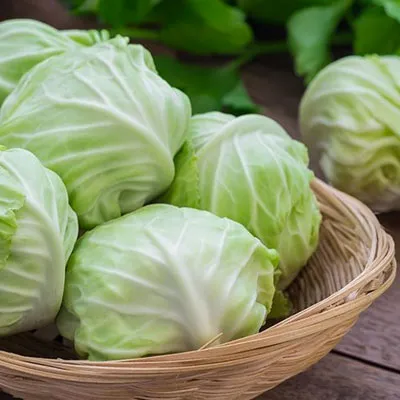 Cabbage
