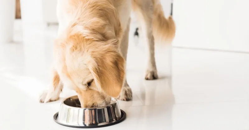 Dog Eating Food