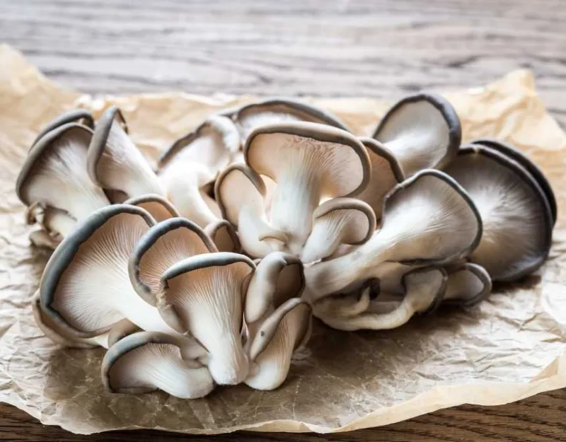 Oyster mushrooms