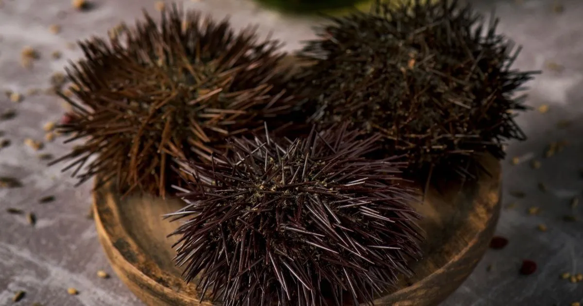 Sea Urchins