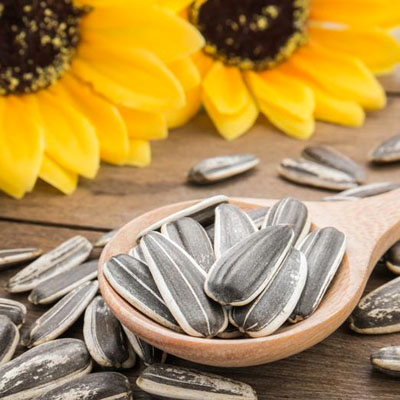 sunflower seed