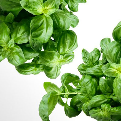 basil