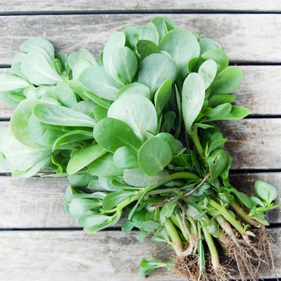 purslane