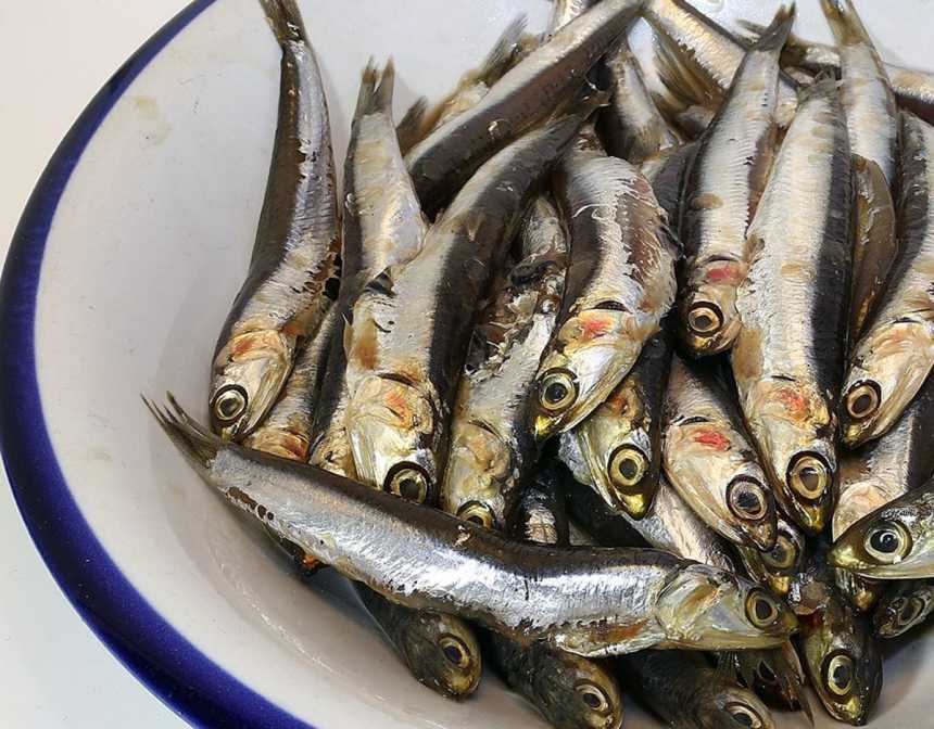 anchovy