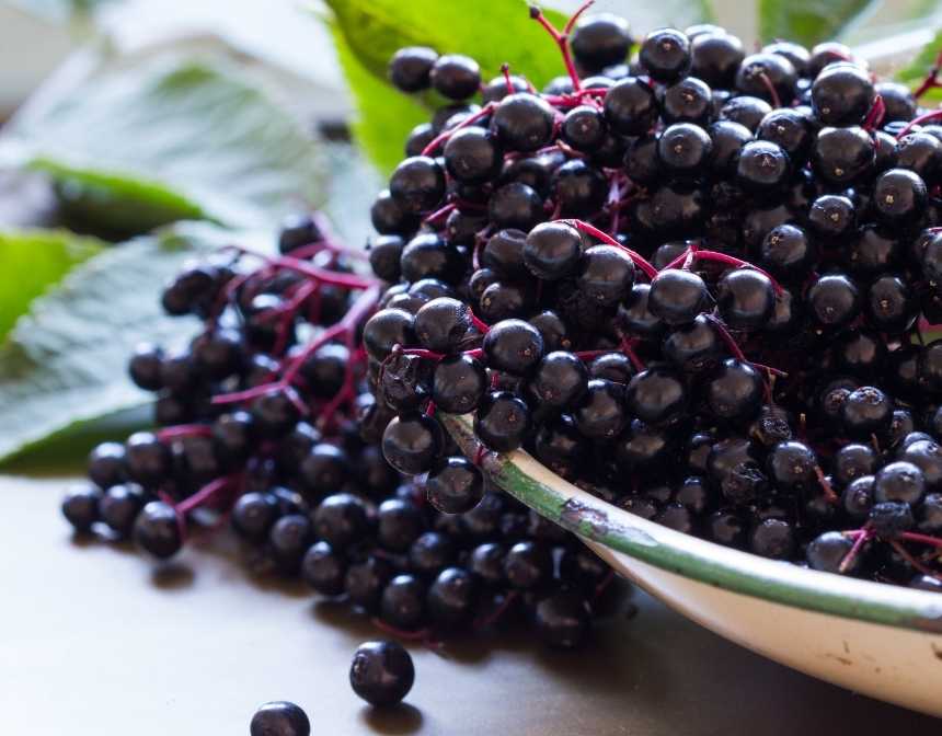 elderberry
