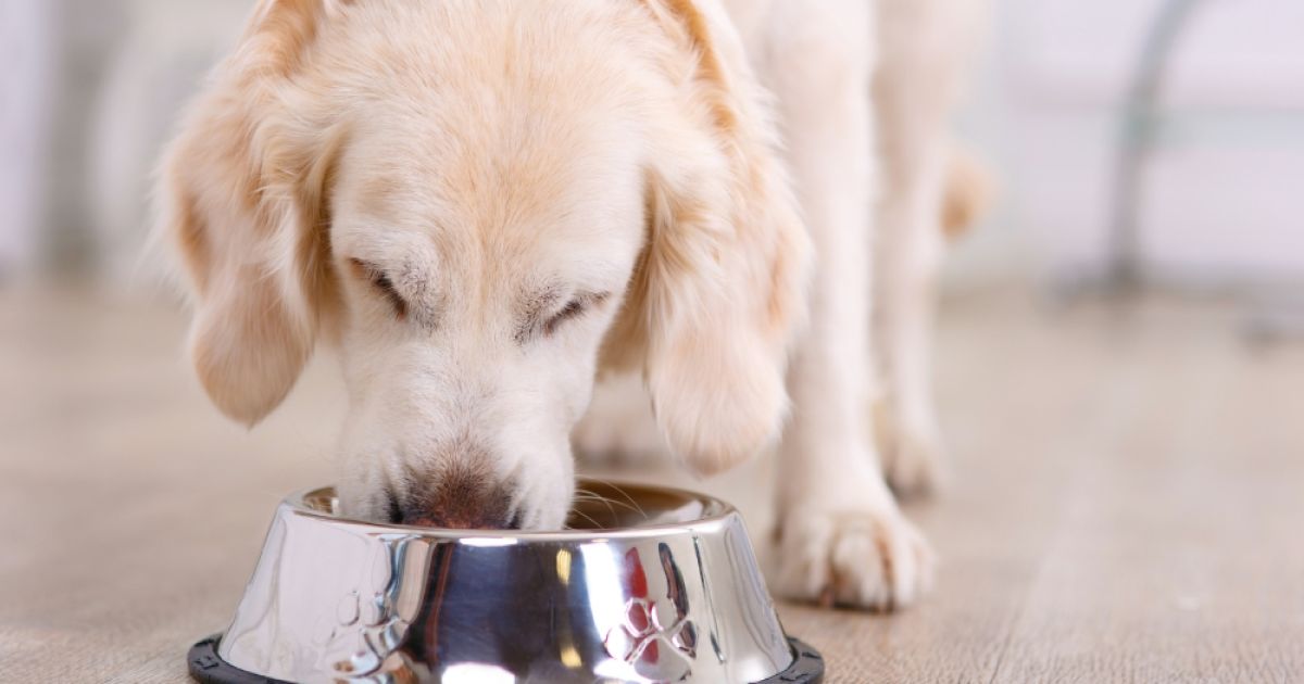 Homemade Dog Treat Recipes