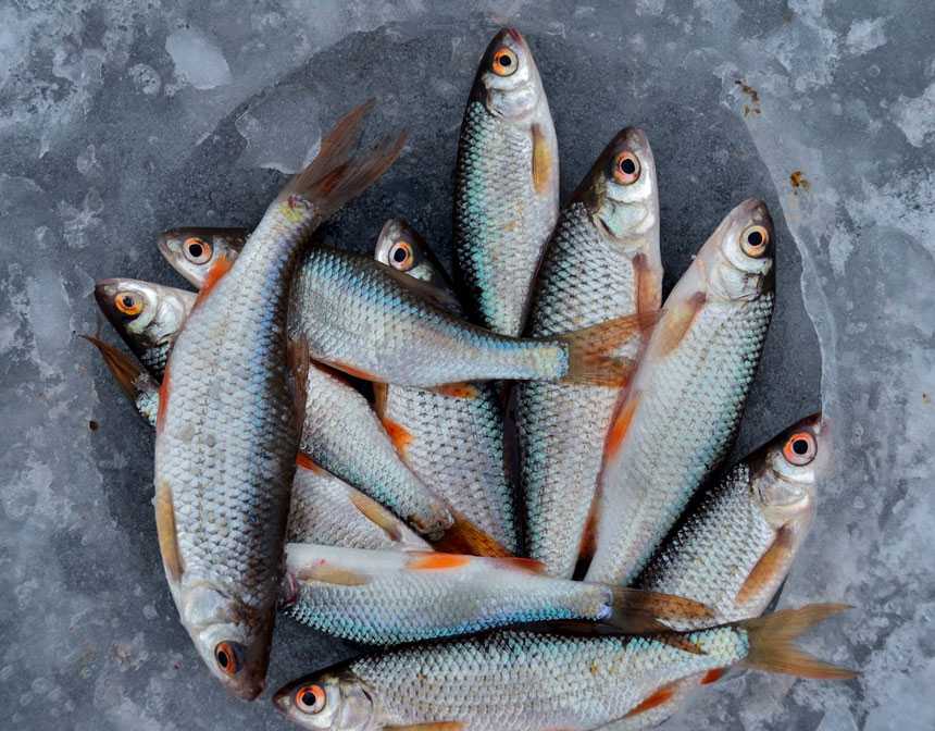 Seasonal Calendar To Pick The Good Fish