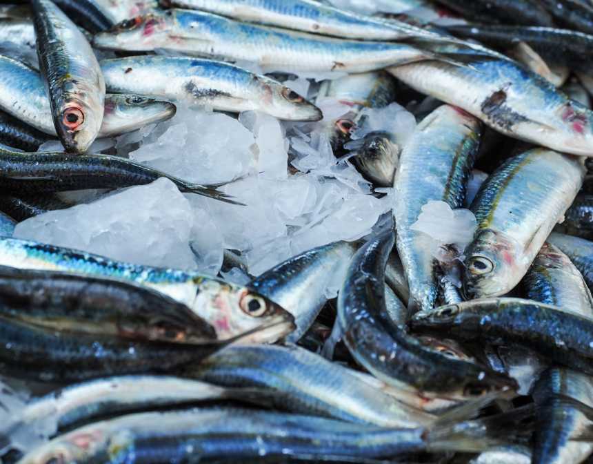 sardine