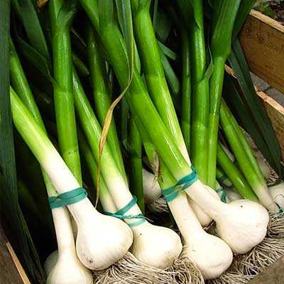 fresh garlic