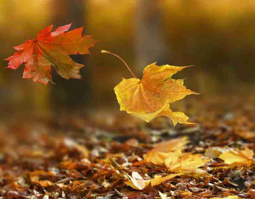 Delicious Recipes For Fall