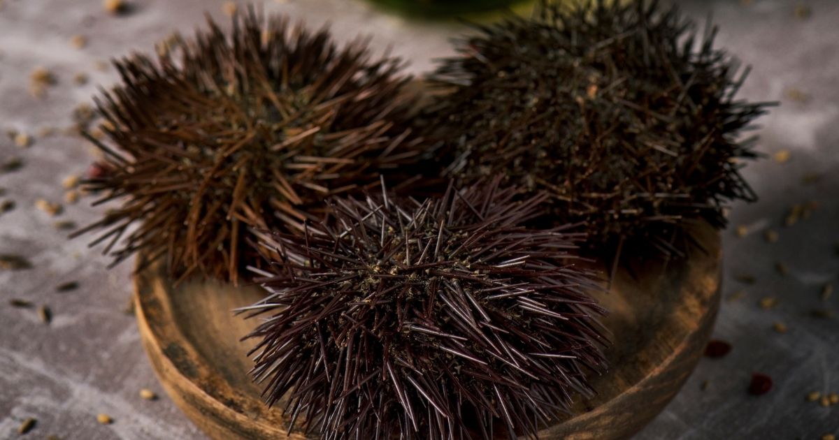 What Is Sea Urchin?