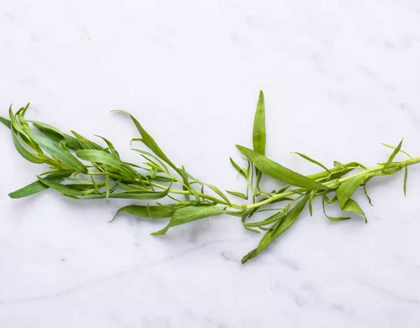 tarragon