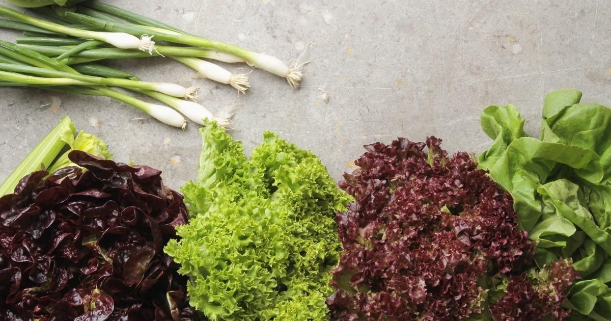Types of Lettuce